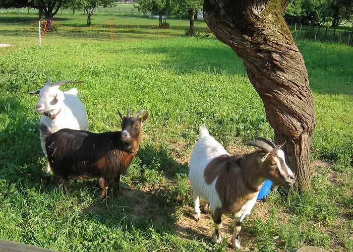 Donisbauerhof דירה