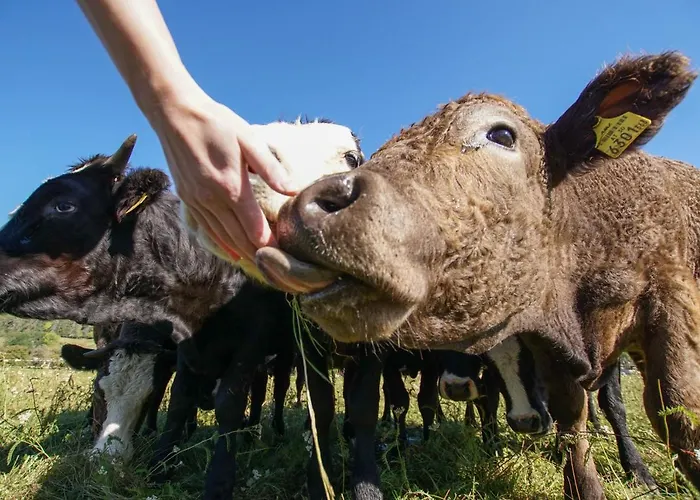 Donisbauerhof Lieserbrücke